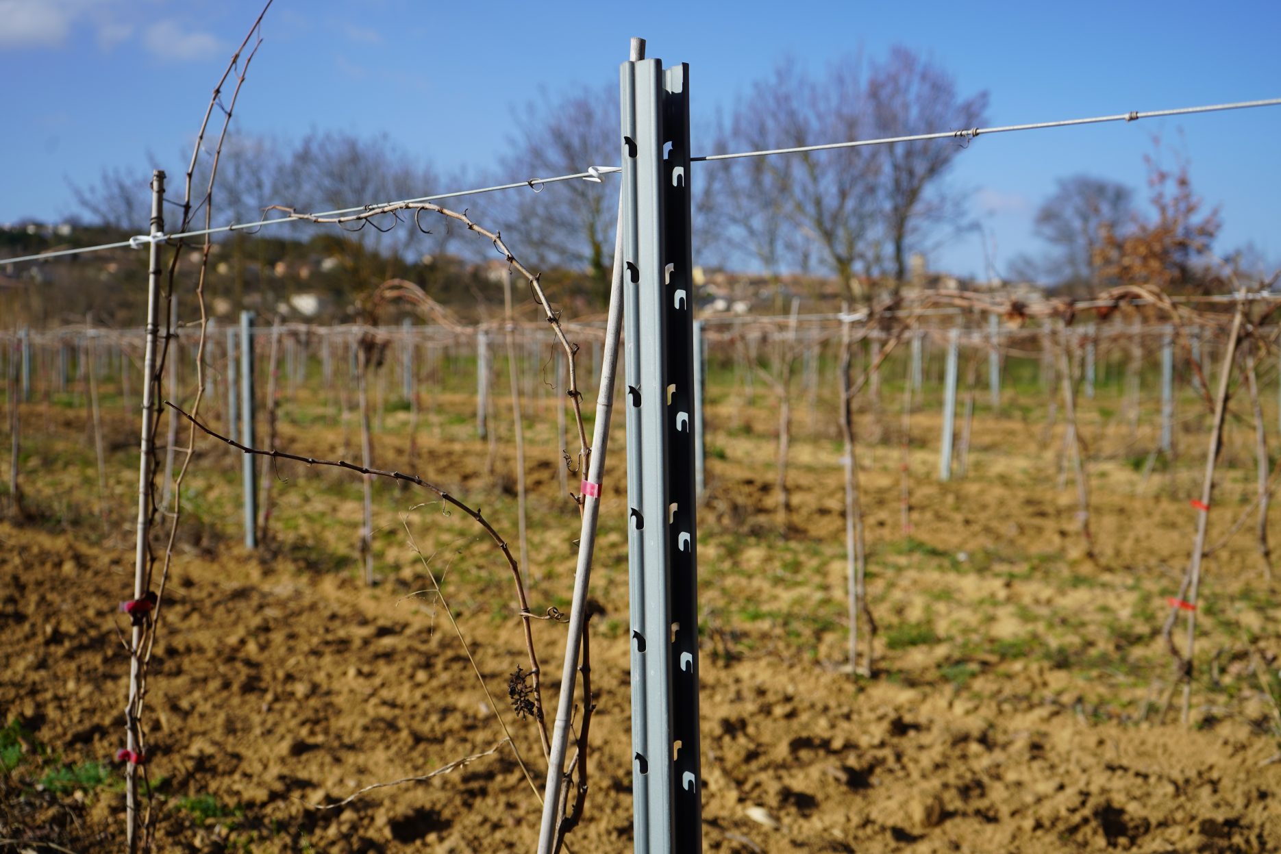 Postes de acero galvanizado Magon en viñedo