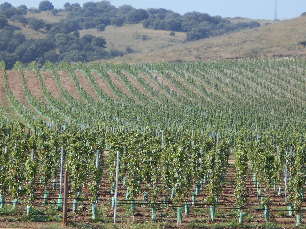 postes de acero en viñedo